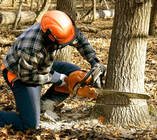 Tree Removal in Milton, IN